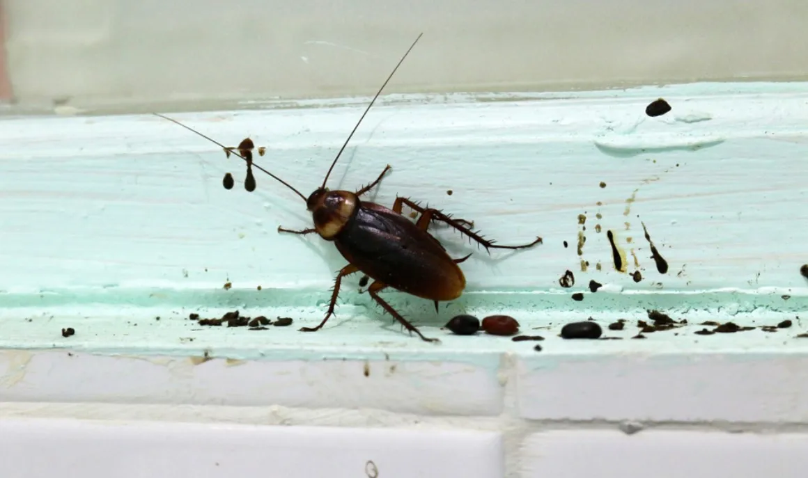 What Does Roach Droppings Look Like? 1 Cockroaches with eggs and feces Dirty and nasty