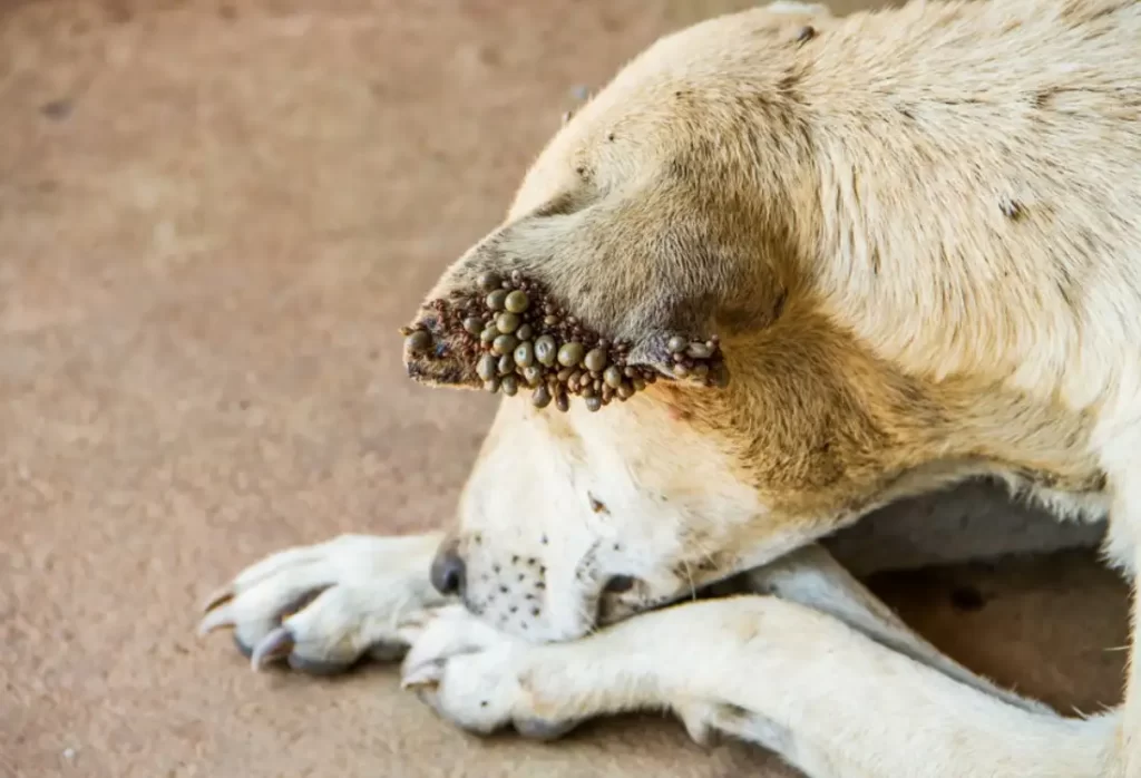 Dog ticks on dog ear Dog ticks on dog ear
