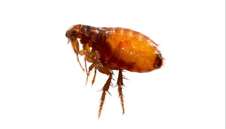 Fleas on a white background close-up.