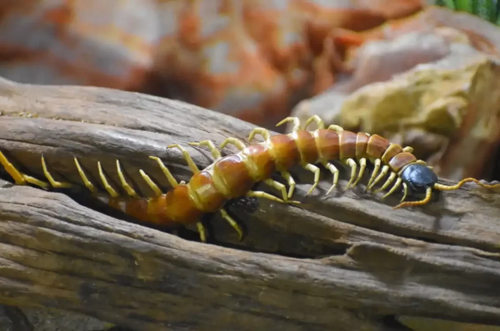 How to keep centipedes out of your bed