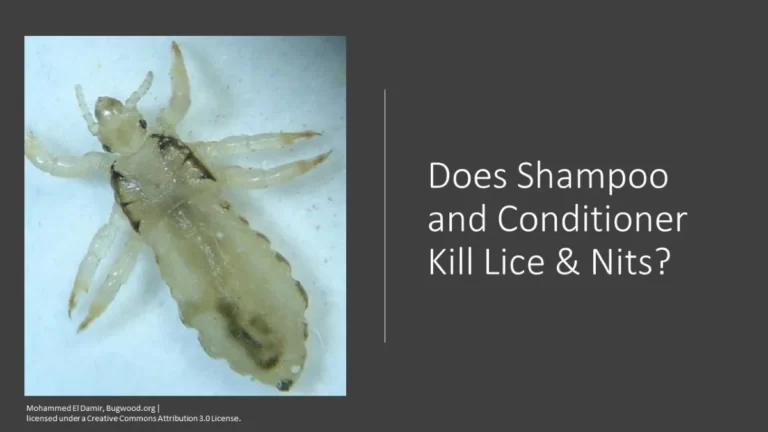 Head lice - found on a pillow
