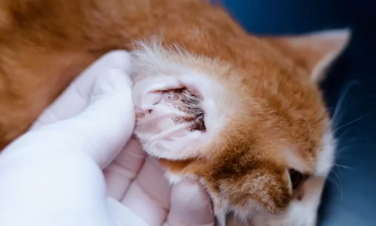 Kitten with ear mites