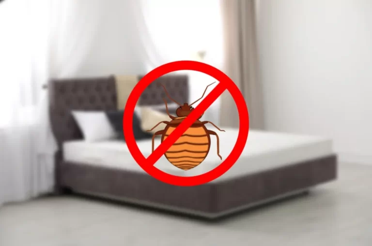 Modern clean mattress without bed bugs in room