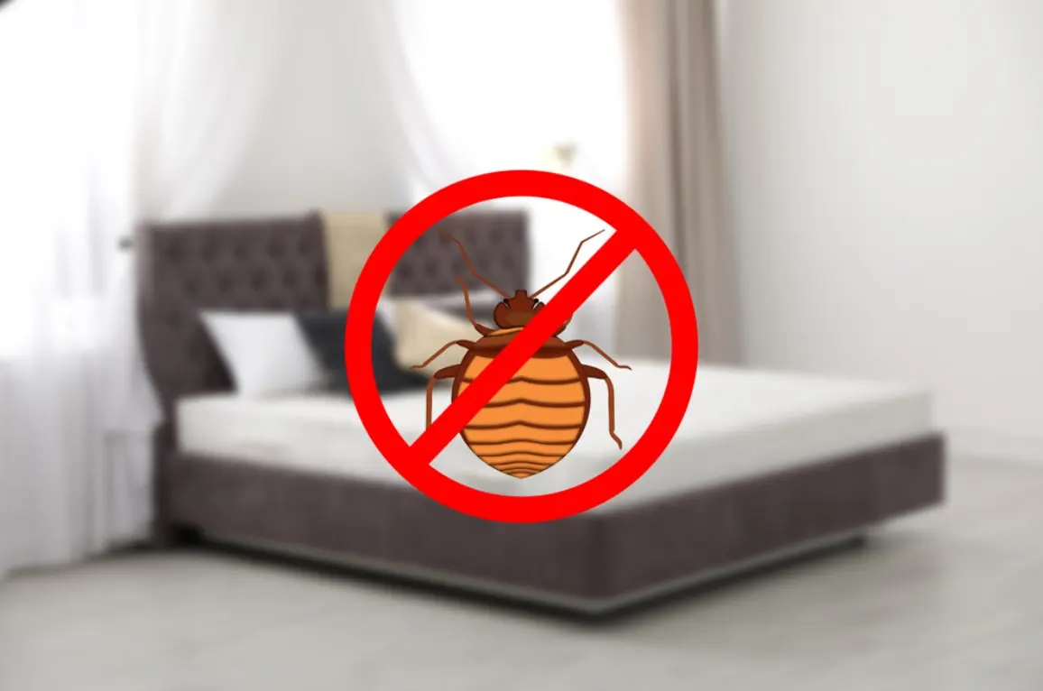 Best Mattress Covers for Bed Bugs on Amazon 1 Modern clean mattress without bed bugs in room