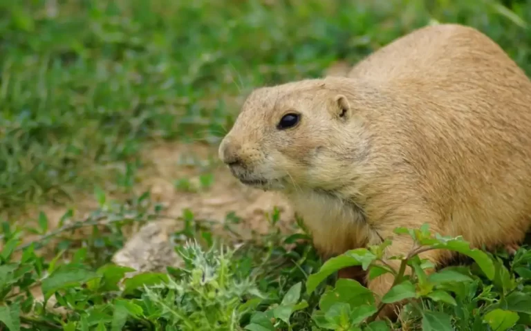 Side View Photography Of Brown Gopher On Grass