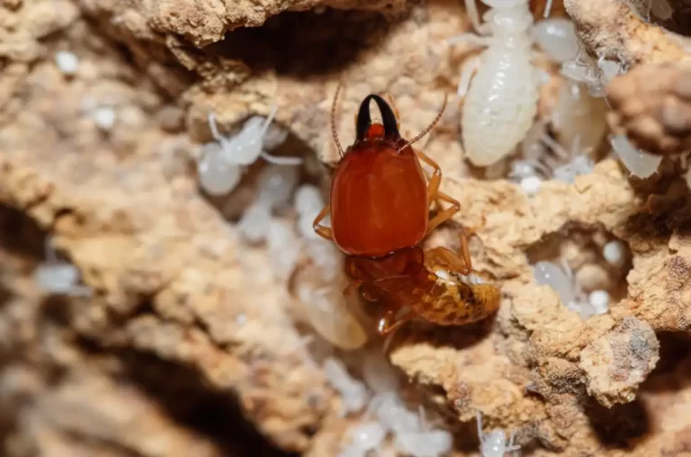 Termite and white larvae on a termite nest