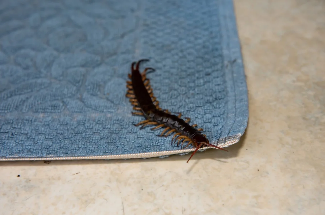 How to Keep Centipedes out of Your Bed? 2024 1 How to keep centipedes out of your bed