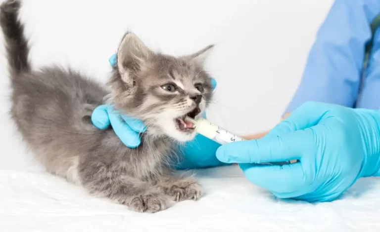 The veterinarian gives the kitten a cure for the worms.