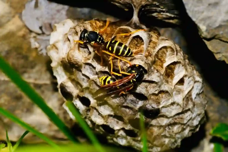 Two black and yellow wasps in their nest ready to sting if attacked
