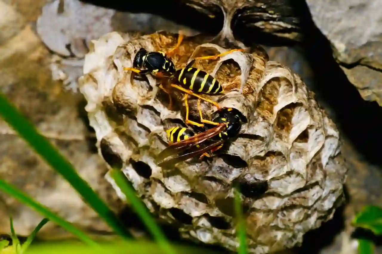 Does a Wasp Die When it Stings you? 1 Two black and yellow wasps in their nest ready to sting if attacked
