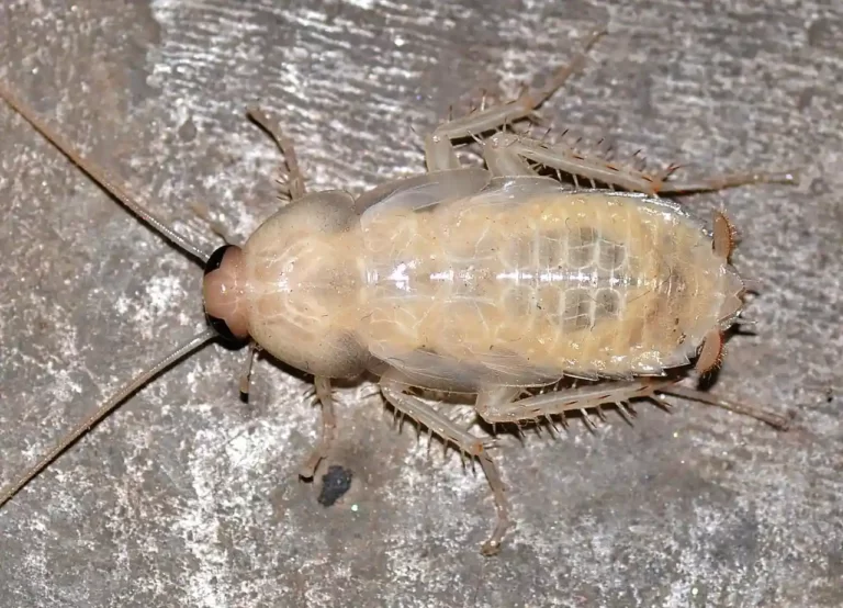 Albino roach
