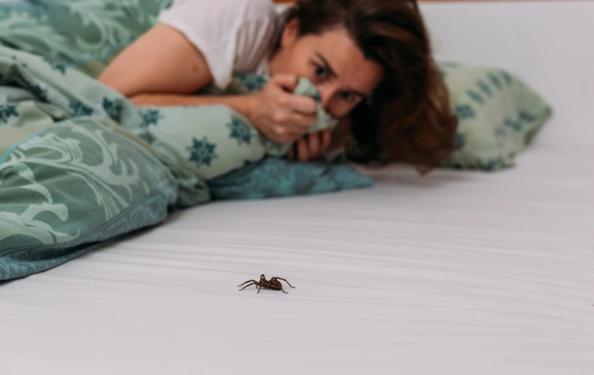 Does Permethrin Kill Spiders (Hobo & Brown Recluse)? 1 Woman in bedroom terrified by big spider crawling over her bed