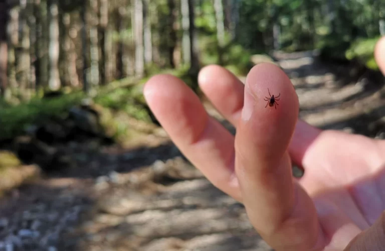 a tick is sitting on the finger of man in forest on hiking path