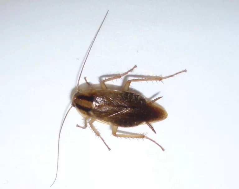 adult cockroach