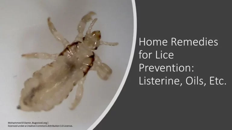 erwachsene Kopfläuse