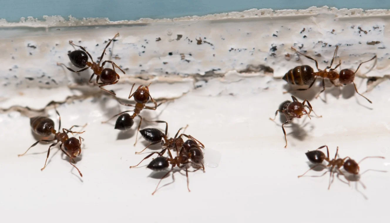 Does Permethrin Kill Ants (Black, Fire & Termites)? 1 ants on the wall
