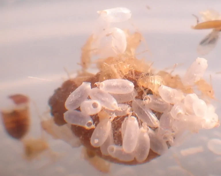 bed bugs eggs and baby bed bugs