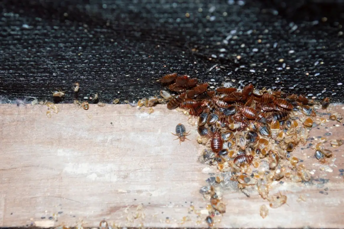 if one room has bed bugs do they all if one room has bed bugs do they all