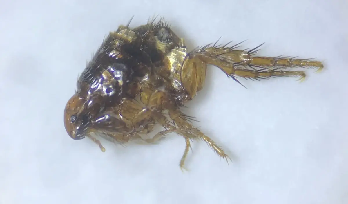 How Many Different Types of Fleas are There? 1 cat flea (Ctenocephalides felis)