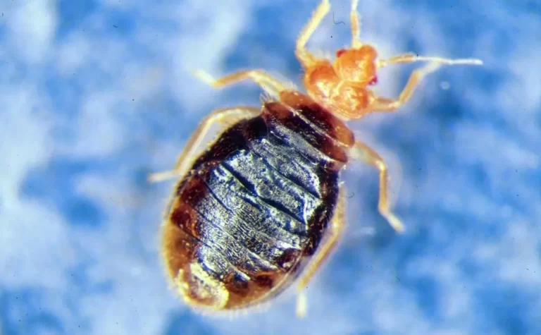 close up on an adult bed bug with blue background