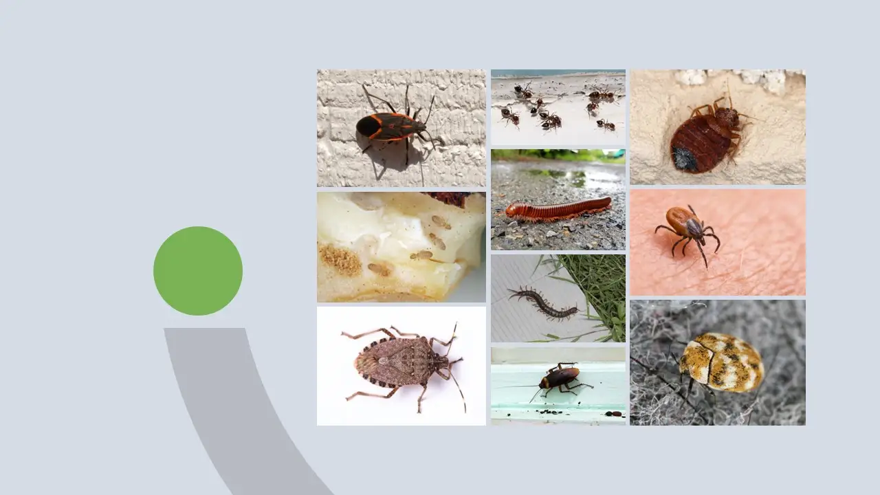 What Are These Little Black Bugs in House | How Do I Get Rid of Them? 1 Small black bugs
