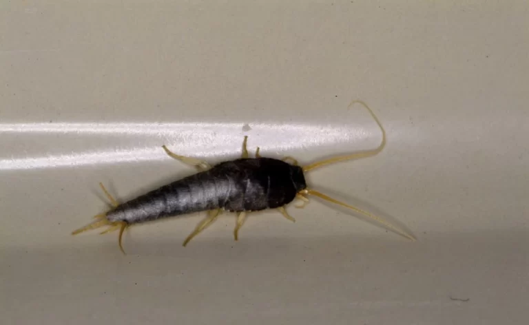 small dark silverfish