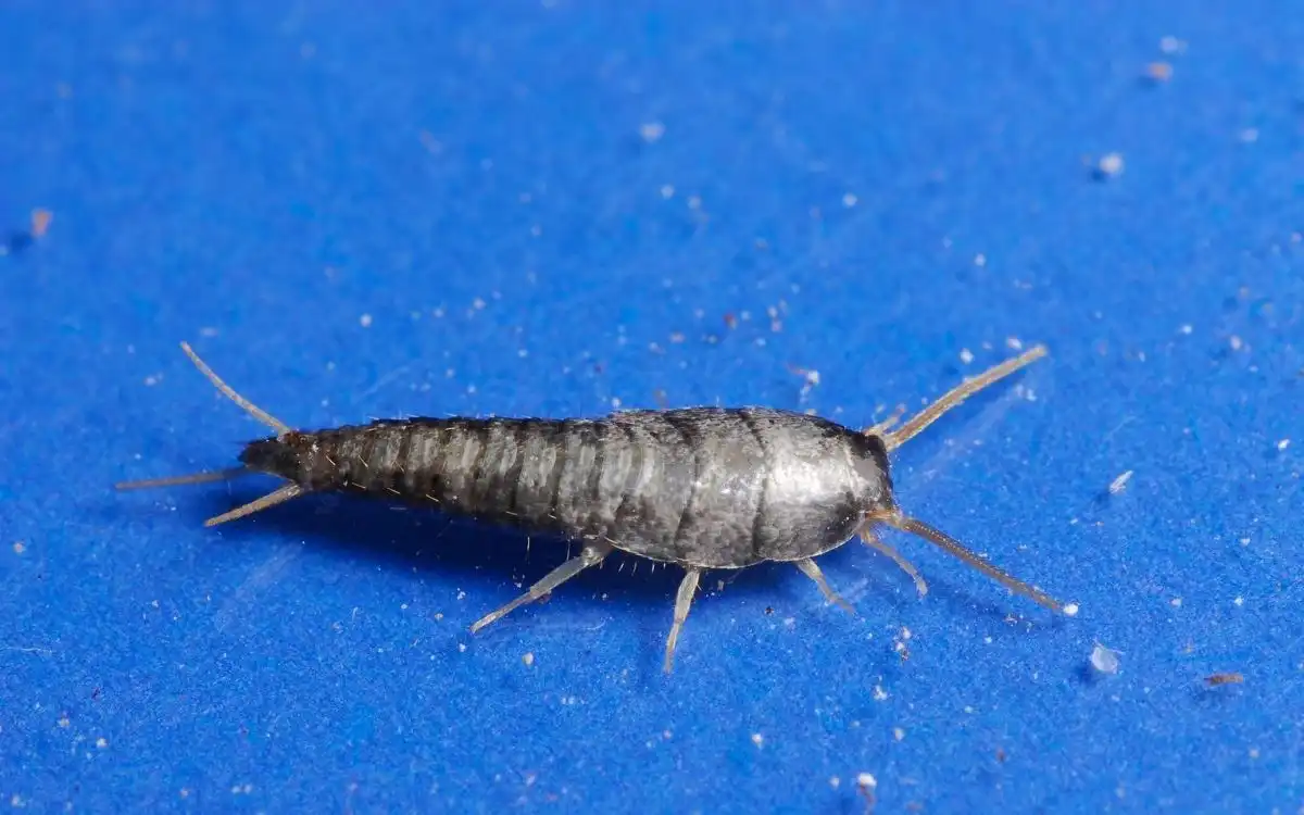 Sind Silberfischchen schädlich, gefährlich, giftig oder schlecht? 1 kleines Silberfischchen mit blauem Hintergrund