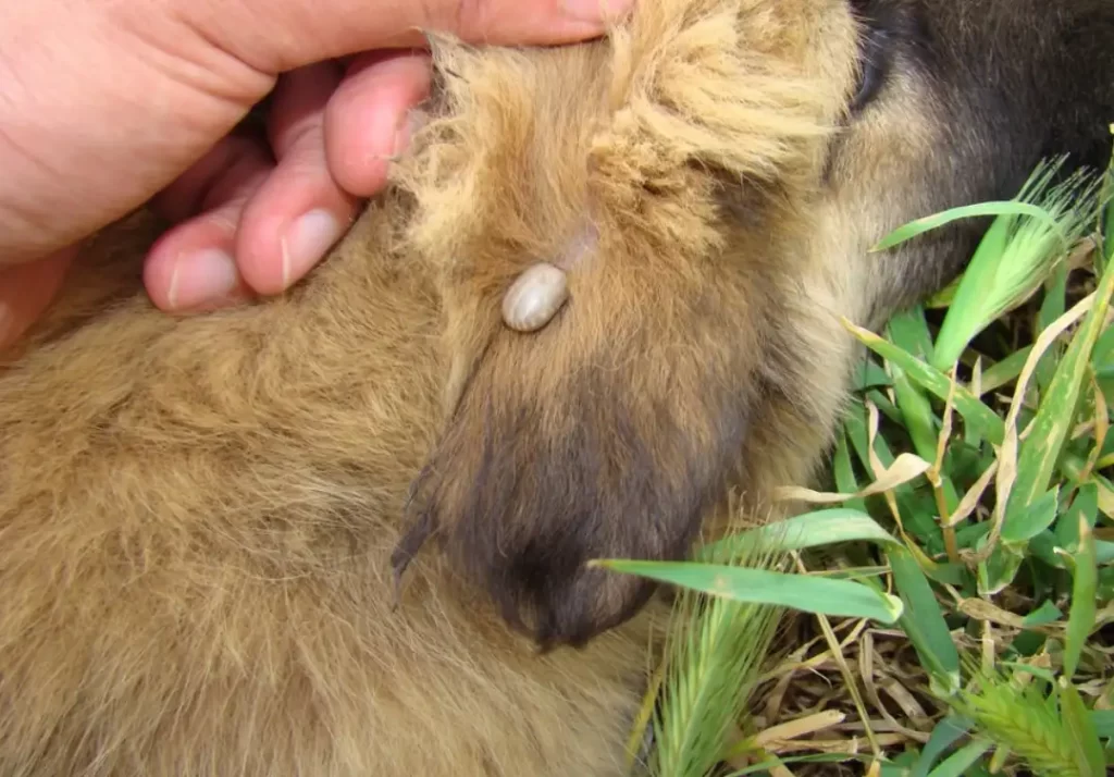 Ticks on the ear of a puppy Ticks on the ear of a puppy