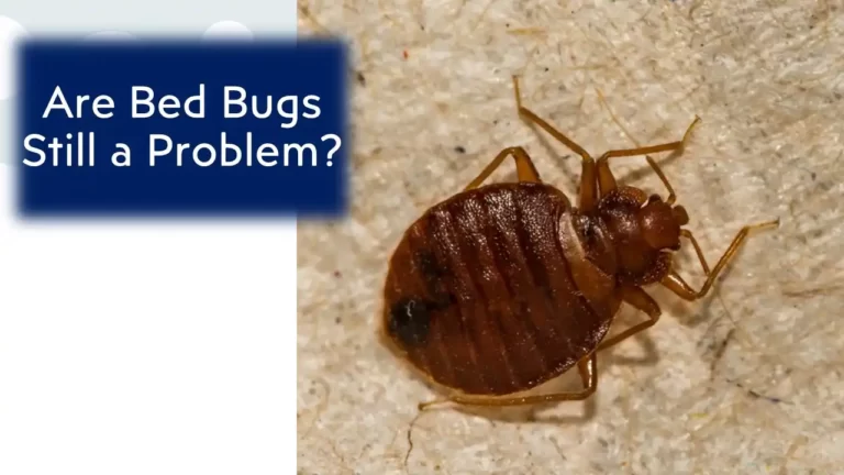 Are Bed Bugs Still a Problem