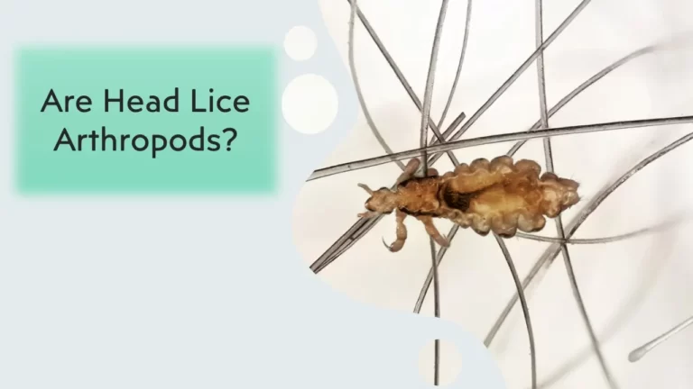 Are Head Lice Arthropods