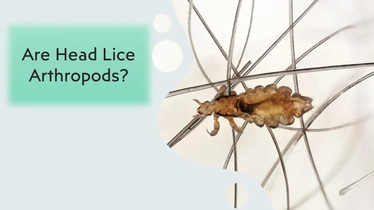 Are Head Lice Arthropods? A Comprehensive Look at the Facts 1 Are Head Lice Arthropods