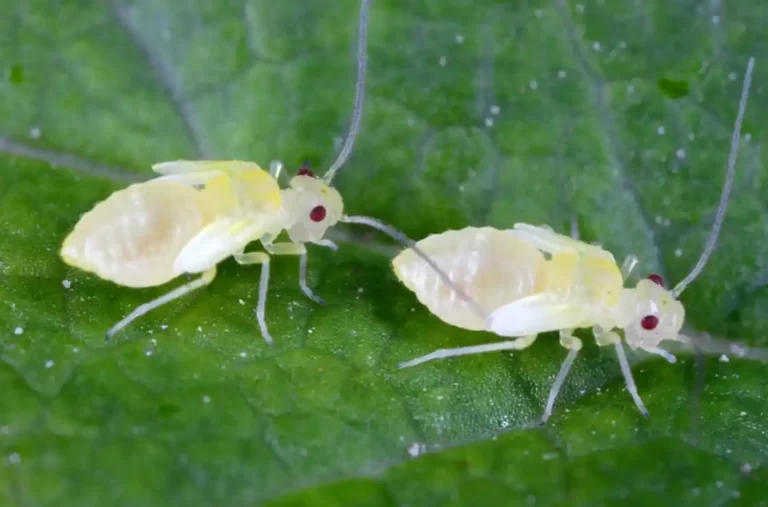 can booklice fly? do booklice fly?