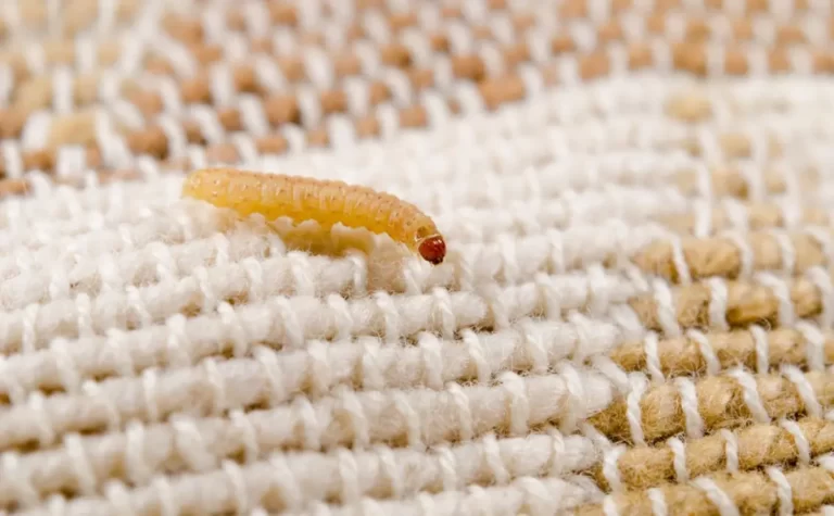 What causes bed worms