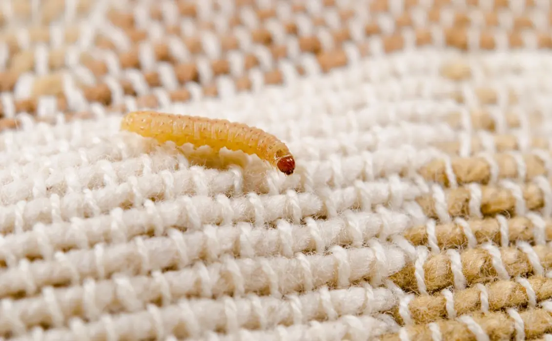What causes bed worms