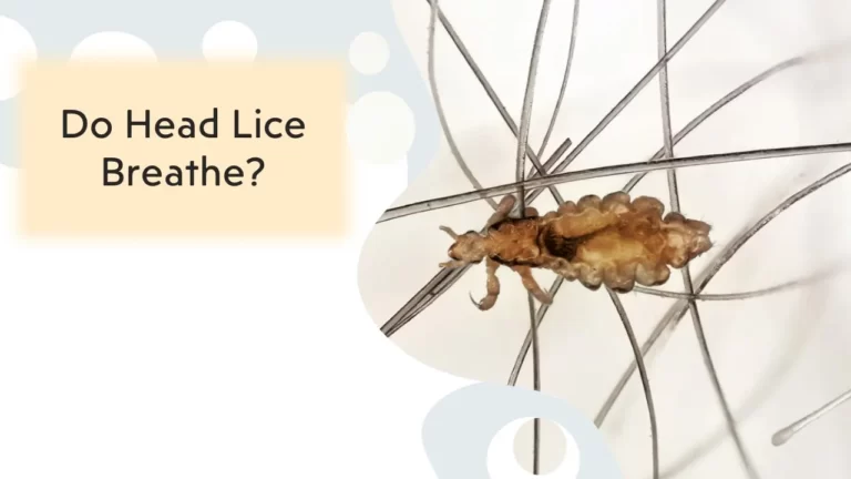 Do Head Lice Breathe