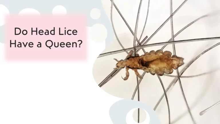 Do Head Lice Have a Queen