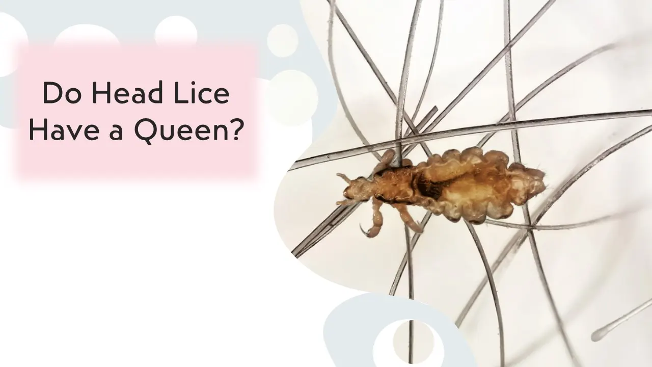 Do Head Lice Have a Queen? 1 Do Head Lice Have a Queen