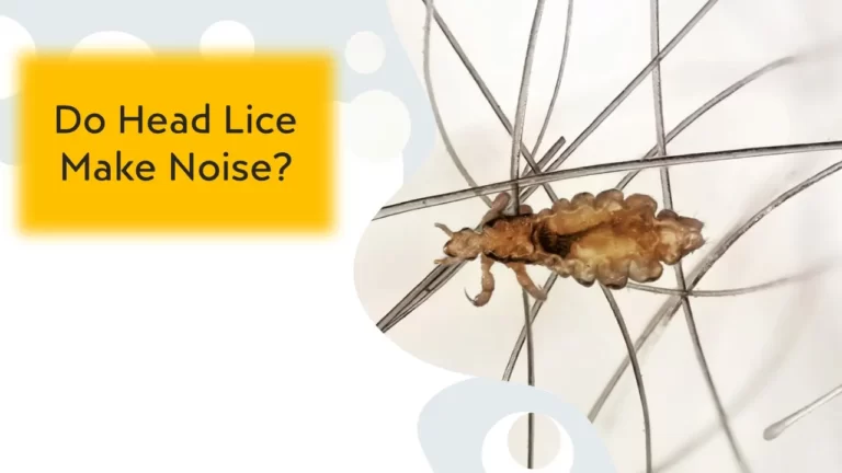 Do Head Lice Make Noise