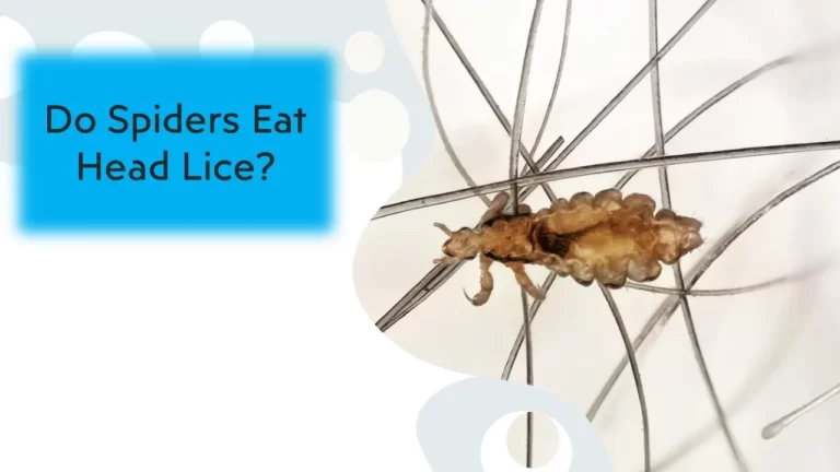 Do Spiders Eat Head Lice