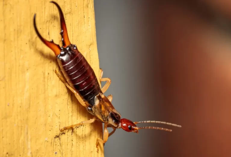 Earwig
