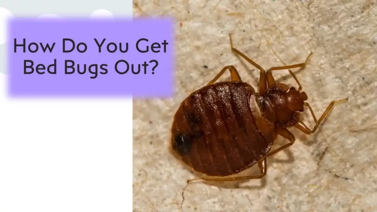 How Do You Get Bed Bugs Out
