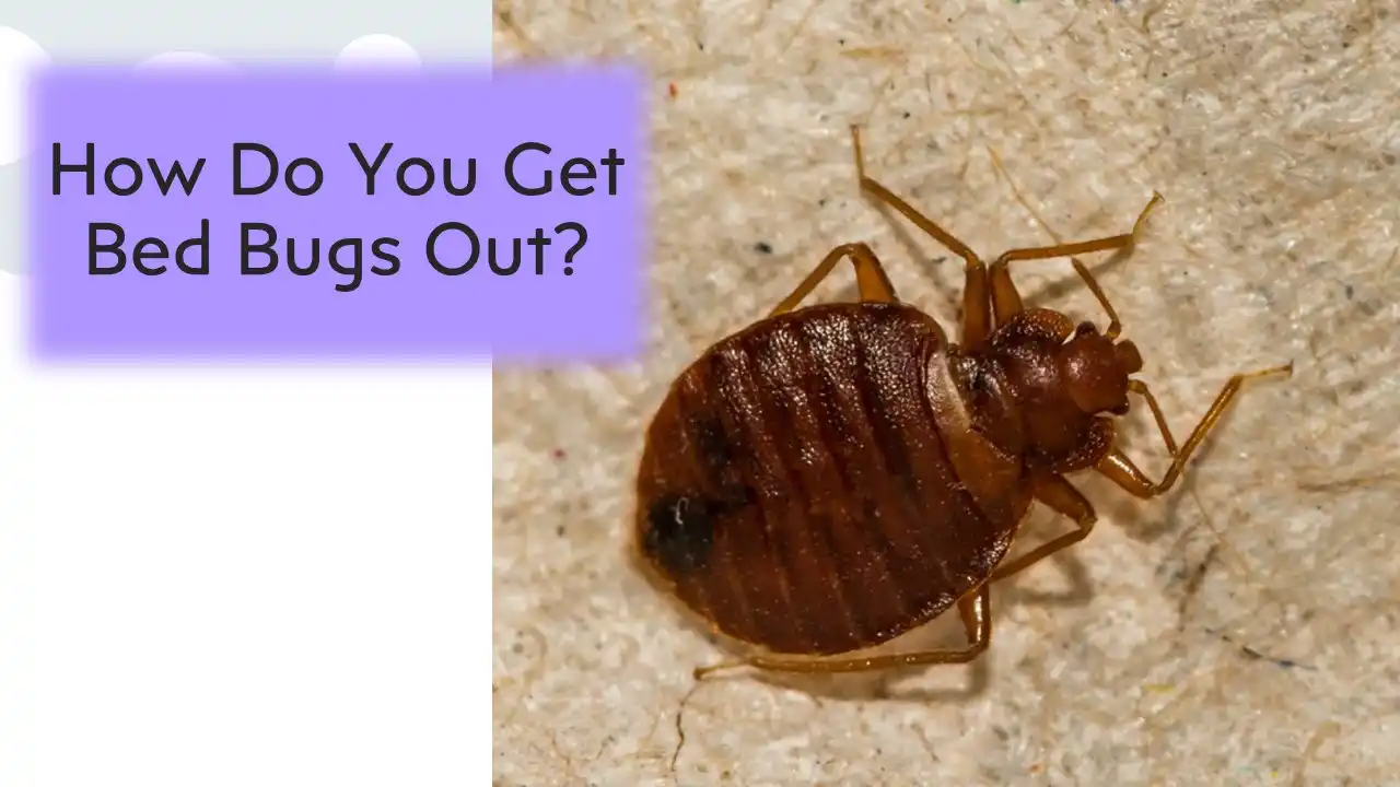 How Do You Get Bed Bugs Out Effective Solutions Pest Information   How Do You Get Bed Bugs Out.webp