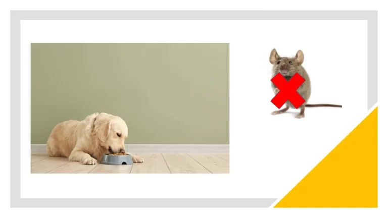How To Keep Mice Out Of Dog Food Bowl