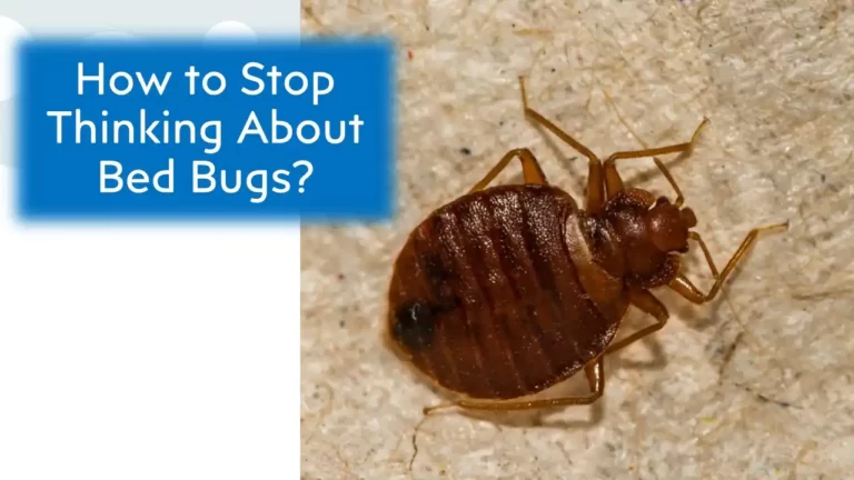 How to Stop Thinking About Bed Bugs