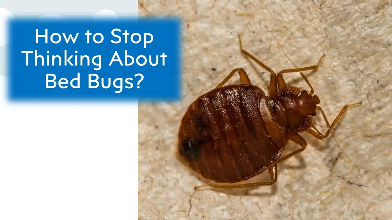 How to Stop Thinking About Bed Bugs: Tips and Strategies • Pest ...