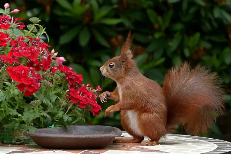 How to keep squirrels out of garden