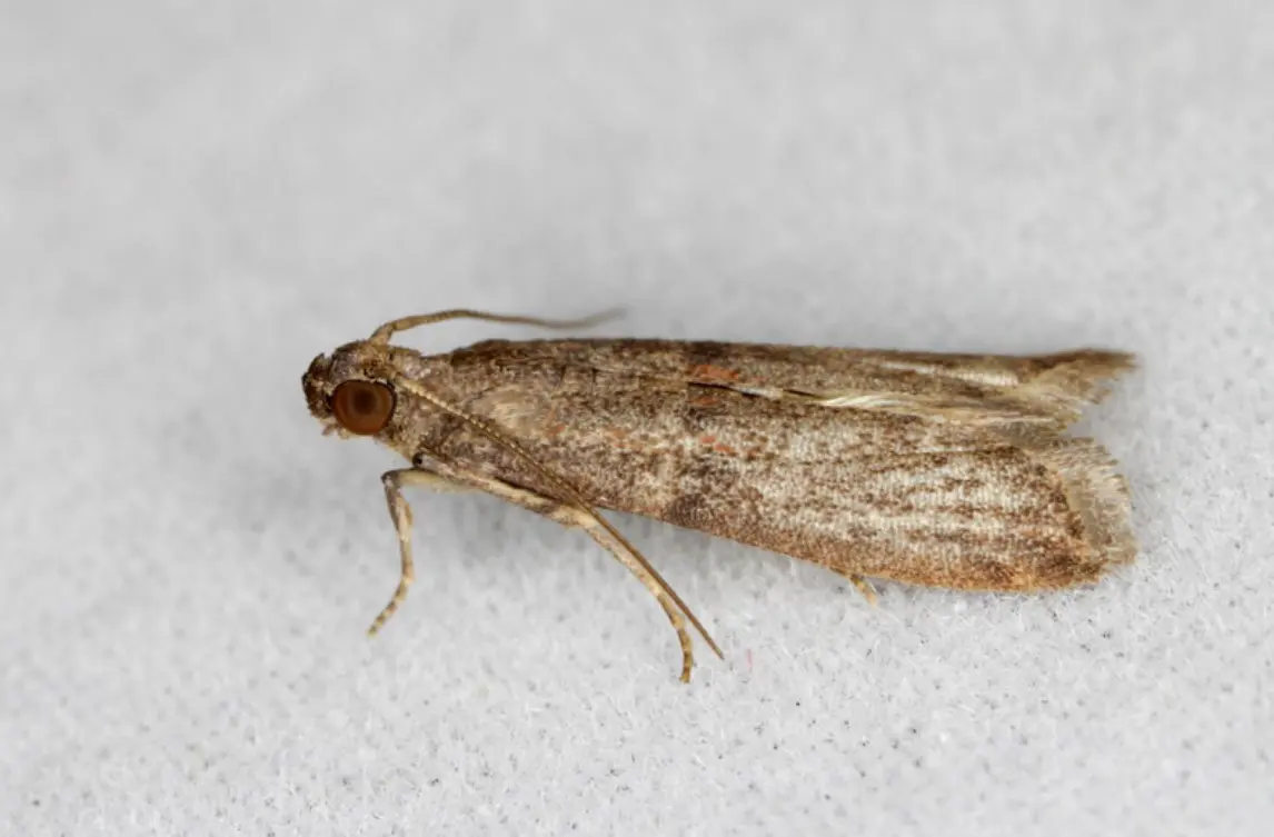Moths in House | 25 Facts you need to know about moth (2024) 1 Moths in house