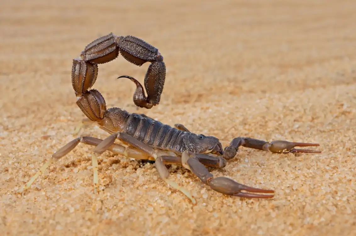 34 Things You Need to Know About Scorpions (2024) 1 Scorpions