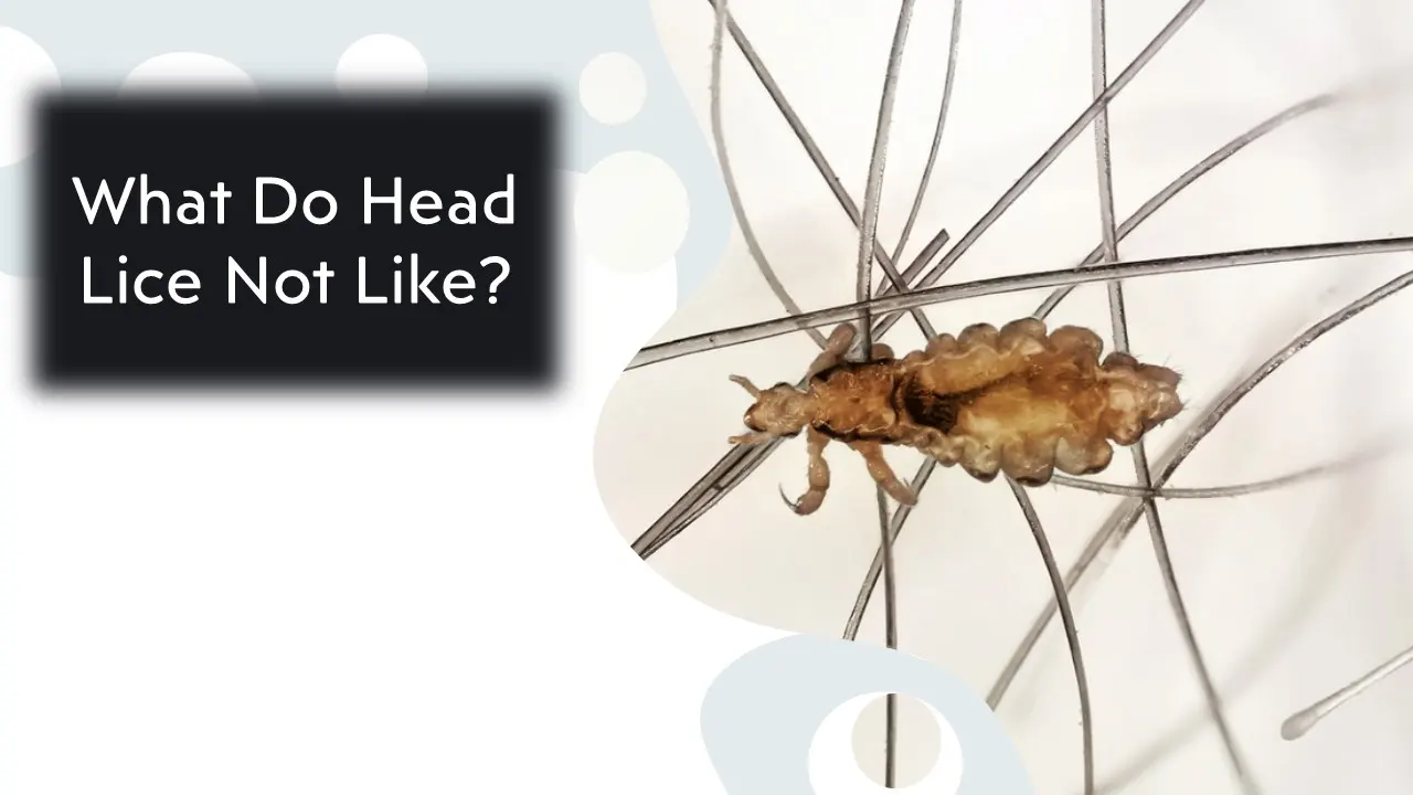 What Do Head Lice Not Like? Discover the Surprising Answers! • Pest