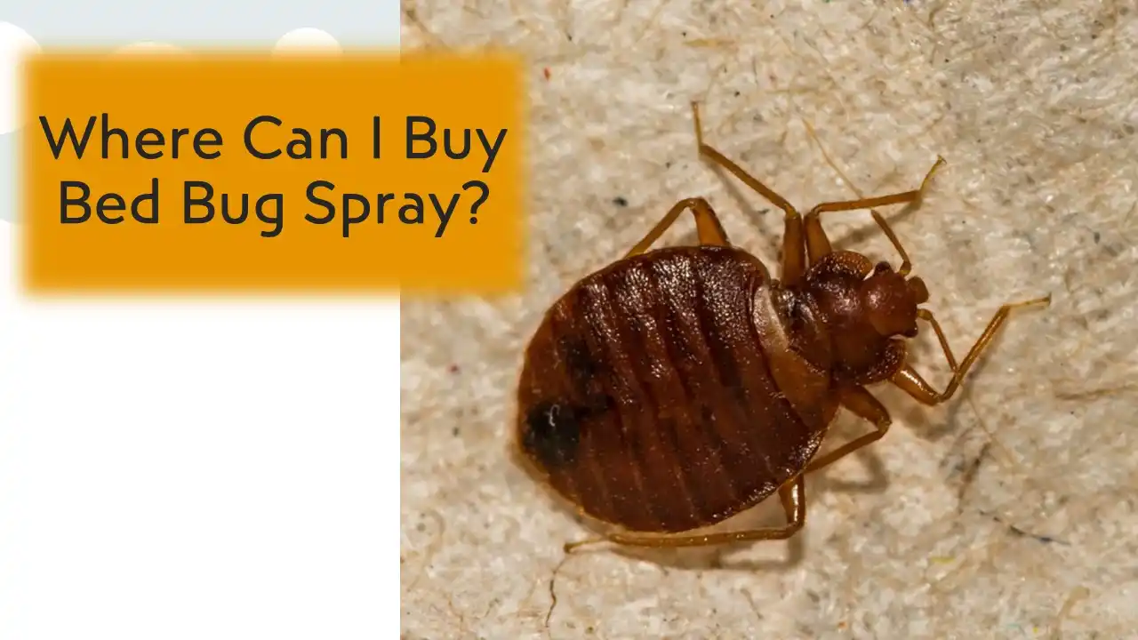 Where Can I Buy Bed Bug Spray? • Pest Information and Prevention Tips ...